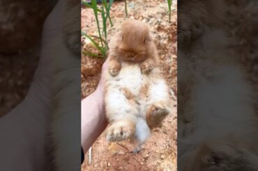 Cute Rabbit Videos That Will MELT Your Heart! | #cute #rabbit #pets #animals