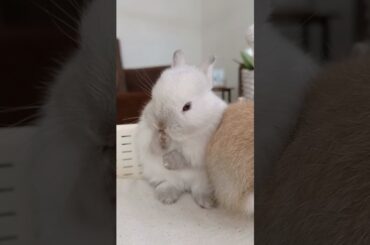 A MINUTE OF JOY #rabbit #animal #bunny #cute #pets