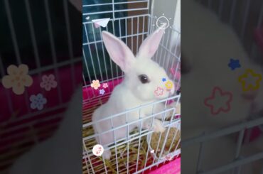 #rabbit #bunny #cute #mycuterabbit