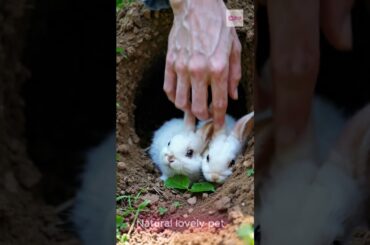 Bunnies' Curious Delight simple compose #cute #rabbit #cuteanimal #animals #cuterabbit #cutepet