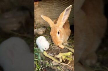 Cute animals #cute #rabbit #bunny #animals