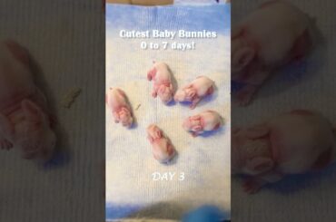 BabybunniEs Day 0 - 7  #mycuterabbit #cutebabyfunny #funnyvideo #cute #rabbit #puppy #bunny