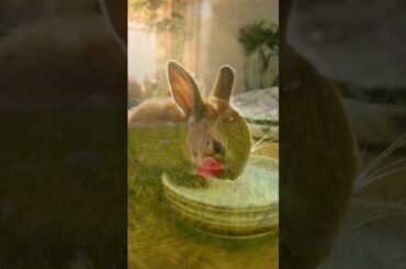 Cute Rabbit Day in the Life #cuterabbit #ai #adorable