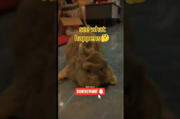 this is the reaction #rabbit #sleep #cute #short #Kaylachanel