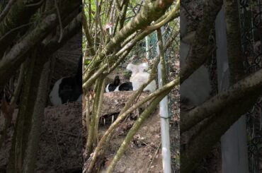 Cute rabbit resting in the jungle #shorts #asmr #cute #rabbit #bunny #animals