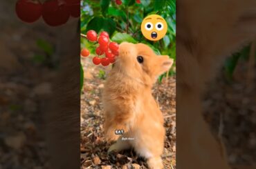 it's time to harvest #rabbit #eat #cute #short #kaylachanel