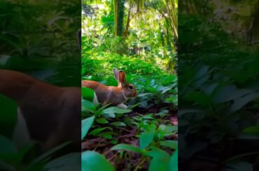 #rabbit #cute #bunny #animals #wildlife #animallovers #animalplanet #rabbits #rabbitsounds