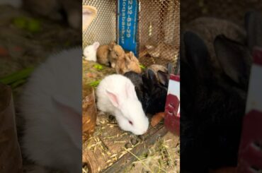 Cute rabbit children #pomeranian #pets #cute #puppy #rabbit #bunny