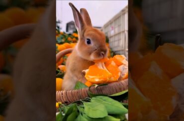cute rabbit eating orange adorable video #rabbit #cute #bunny #cutebunny #trending #shorts