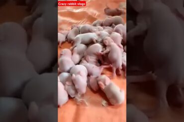 Cute Baby Rabbits #animal #pets #rabbit #bunny #love