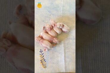 Baby Bunnies Day 1-7  #cutebaby #mycuterabbit #cute #rabbit #bunny