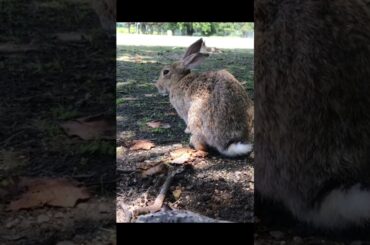 Cute Rabbit Videos to Soothe Your Heart