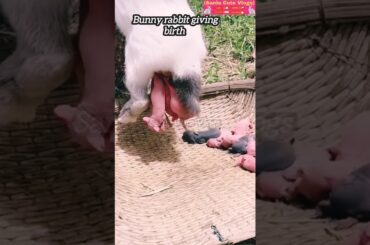 Rabbit new trending video #rabbitlife #bunnies #rabbitlove #cute