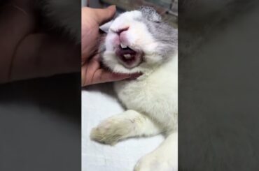 So Adorable Creature Crazy Rabbits #amazing #rabbit #bunny #cutebunny #pets #animals #shorts