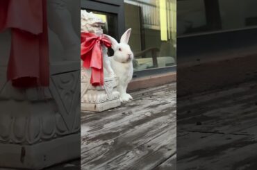 Look at its arrogant look #animal #planet #petrabbit #cute #rabbit #pets #bunny #pet