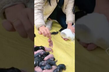 animal crazy vIogs shorts #crazyvlogs #trending #shorts #bunny