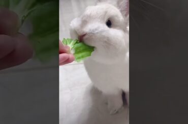 #cute #rabbit #bunny #mycuterabbit
