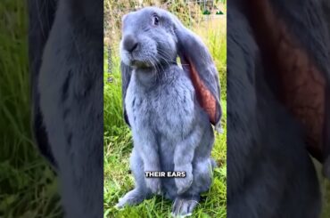 Flemish Giant Rabbits #cute #animals
