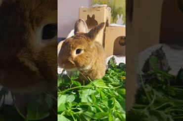 eat a variety of green vegetables #shortvideo #shorts #cute #rabbit #bunny