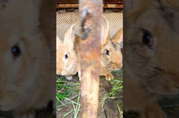 Cute rabbits #rabbit #cute #bunny #pets #mybunny