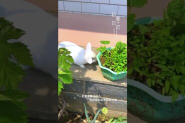 #rabbit #cute #bunny #mycuterabbit