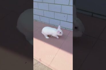 #mycuterabbit #rabbit #cute #bunny