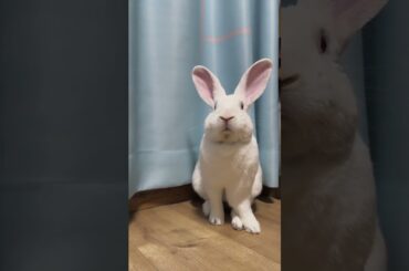 Rabbit is born just two words, sleep #planet #bunny #petrabbit #cute #rabbit #pets #animal