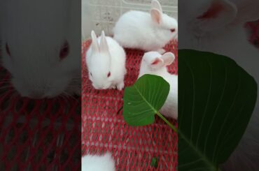A group of Cute baby Bunny #shorts #reels #trending #cute #babyrabbit #cutebaby #pets #awesome