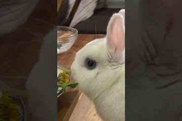 Dandelion Video out now ! Sorry for the delay ! #bunny #cutebunny #bunnyeats #rabbit #plants