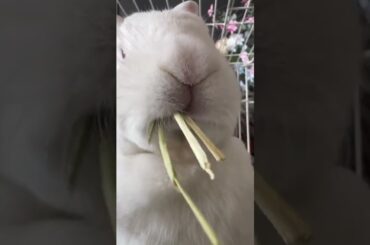 Even eating grass is so cute #planet #bunny #petrabbit #cute #rabbit #pets #animal