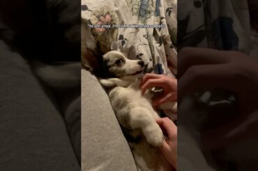 #corgi #puppy #so #cute #bunny