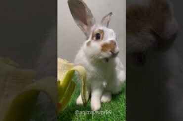 Why Do Rabbits Go CRAZY for Bananas?