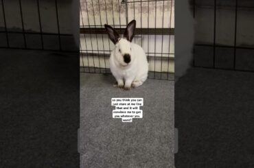 #bunny #cuteanimal #rabbit #cutebunny #pets #cutepet #cute #freeroamrabbit #relatable #bunnies