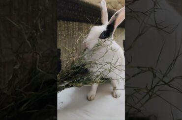 Bunny Tales | Eating Grass #cute #rabbit #animals #bunny #cuteanimal #pets