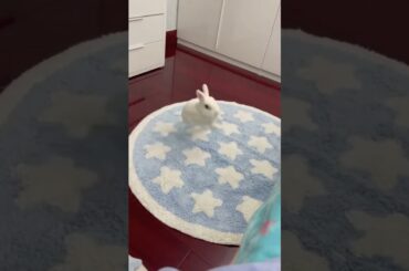 Crazy Rabbits #amazing #rabbit #bunny #pets #animals #shorts