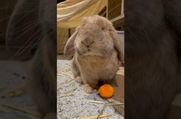 #cute #rabbit #pets #cuteanimals