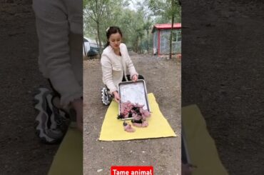 Cute baby rabbit giving birth #animal #kharogs #shorts # bunny