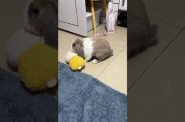 Sometime Rabbits Tap the Legs #amazing #rabbit #bunny #animals #pets #cutebunny #shorts