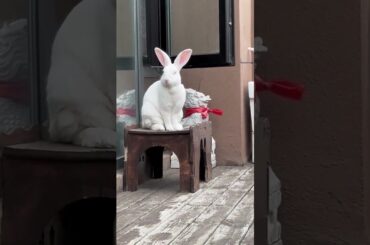 Discover a divine beast , Cute pet cute little cute  #animal #bunny #petrabbit #cute #rabbit