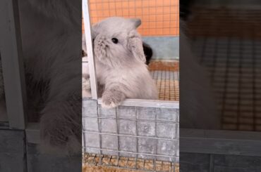 CURIOUS #mybunny #petrabbit #bunny #cuteanimal #cute #mycuterabbit #cutebunny #pets #cutepet