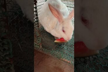#rabbit #tarbooj #healthyrabbit #playrabbit#petrabbit #bunny #smallpet #cute #rabbit #viralvideo
