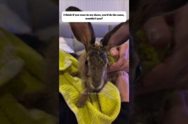 Rescue baby rabbit #rabbit #pets #rescue #rescueanimals #animals #shortvideo #shorts