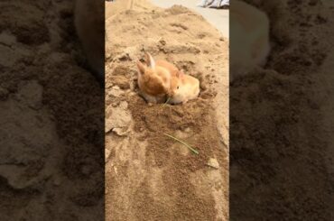 Cute Baby Rabbits Playing on the Sand | Adorable Bunny Moments#BabyRabbits #CuteAnimals #BunnyPlay
