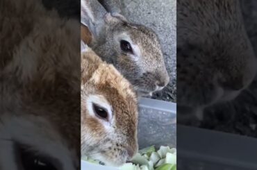 Cute Rabbit Videos to Soothe Your Heart