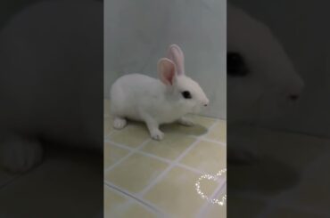 #rabbit #cute #bunny #mycuterabbit #cutebaby #pets