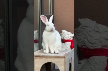 Guagua a year ago was still very pure  #petrabbit #cute #rabbit #pets #smallpet #bunny #pet