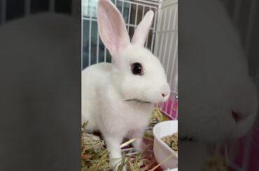 #rabbit #cute #pets #cutebaby #bunny