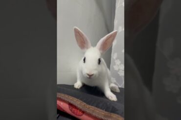 #rabbit #bunny #mycuterabbit #cute #pets #cutebaby #lifeisbutadream