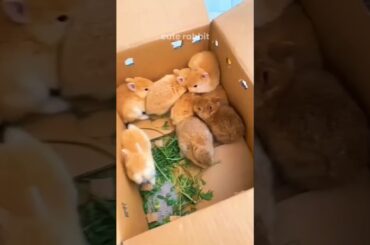 Not Stuff, But An Army Of Cute Rabbits! Cute pet debut plan. #shorts #pets #animals #cute  #rabbit