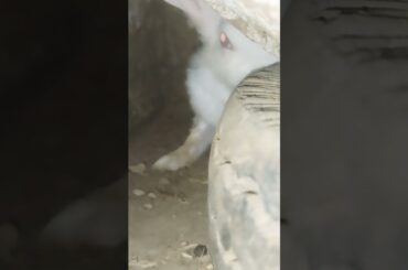 #rabbit #cute #bunny #pets